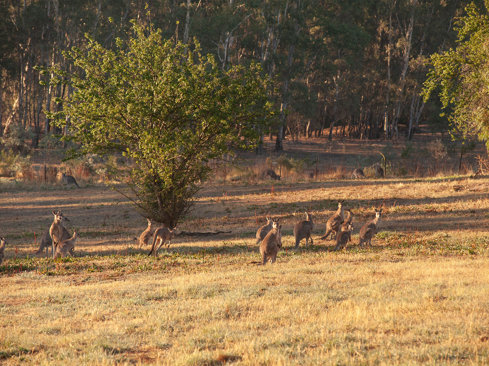 Coexisting with wallabies and carpet pythons: A guide to Pullenvale native wildlife