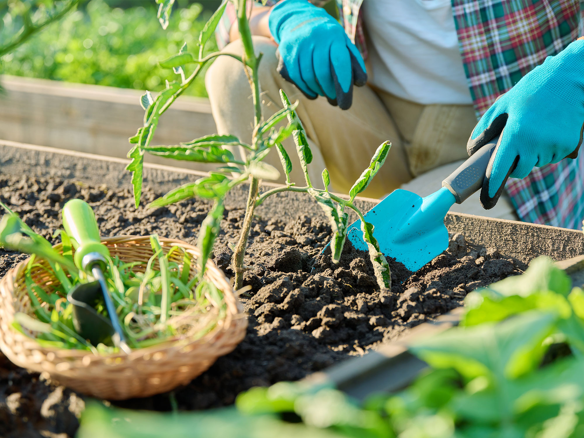 Cultivating a native garden oasis in St Lucia