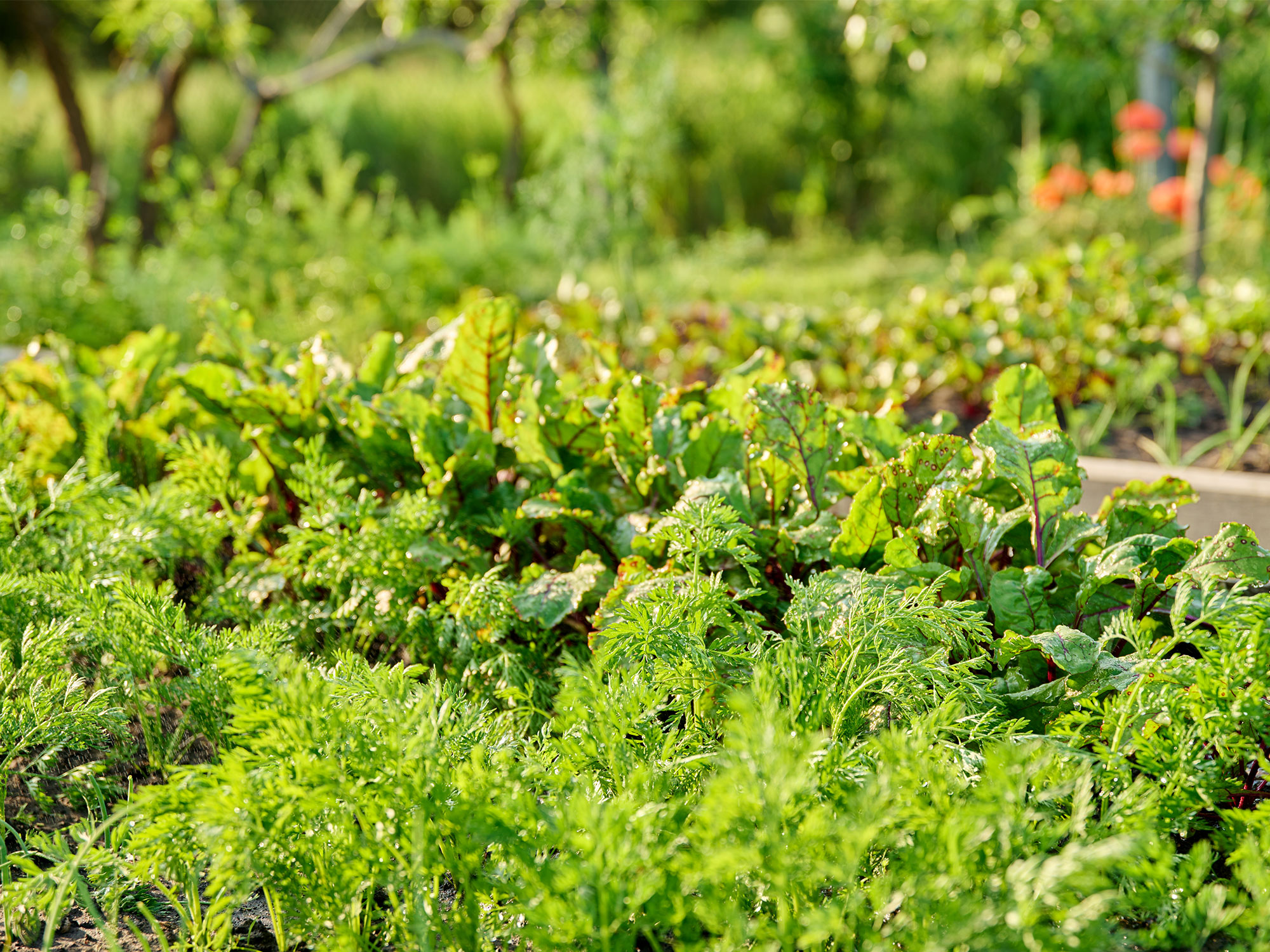 Cultivating edible gardens in small spaces