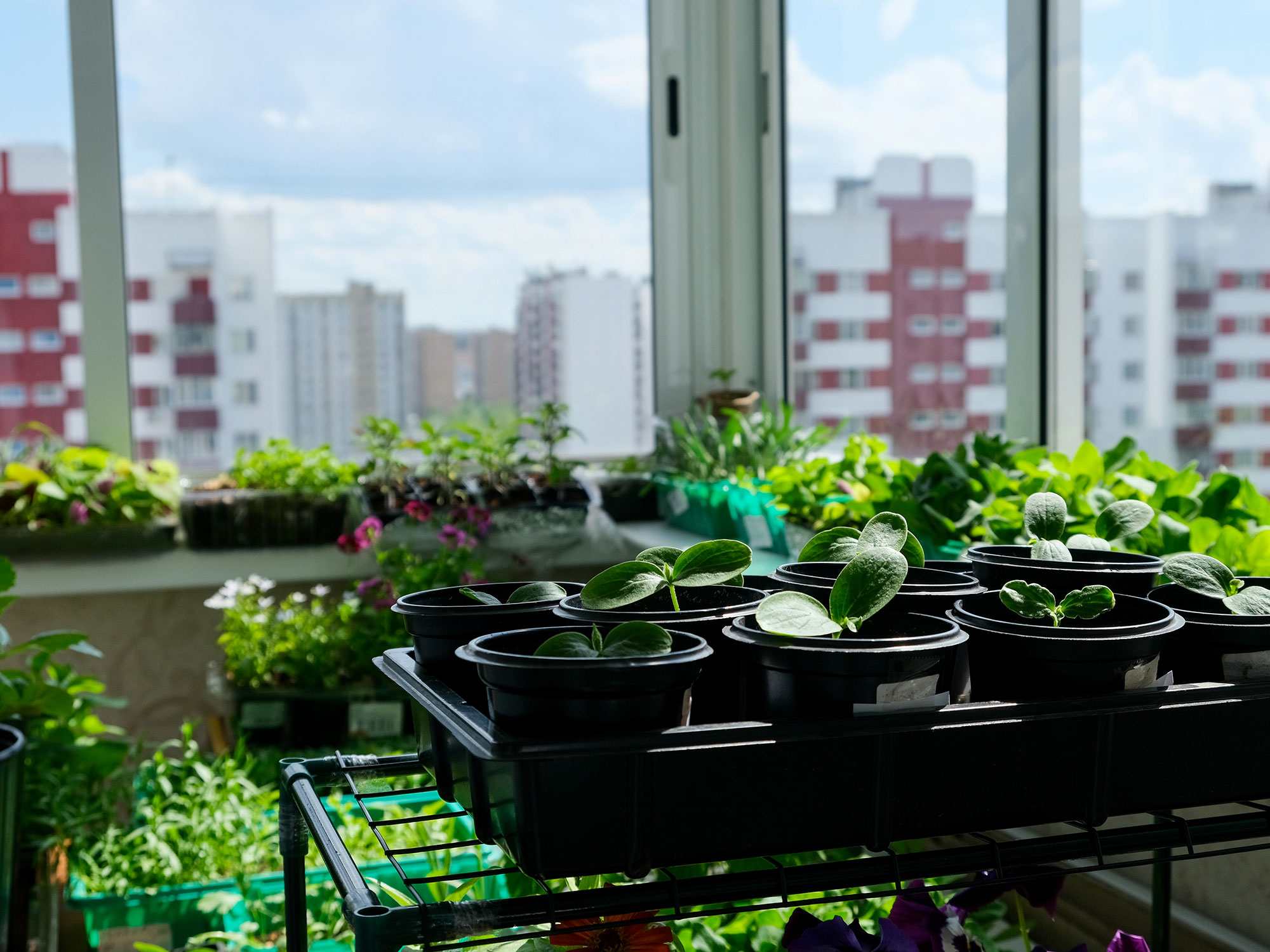 Sustainable gardening tips for urban dwellers in West End