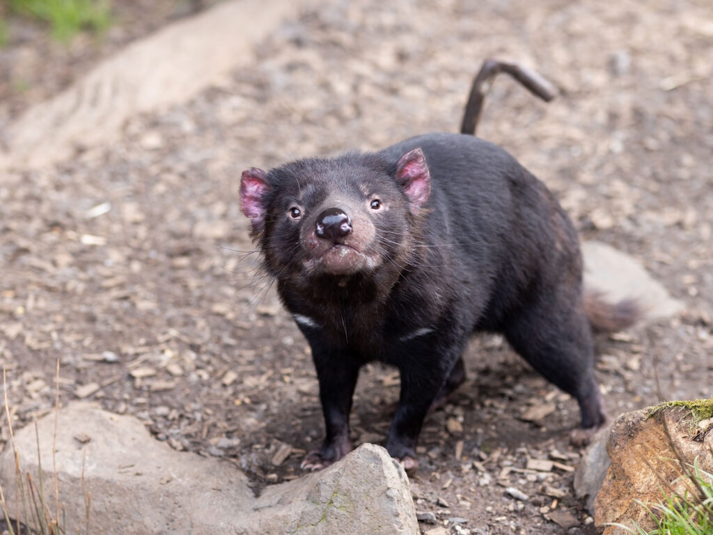 The bigger picture: a new era of wildlife preservation in Fig Tree Pocket
