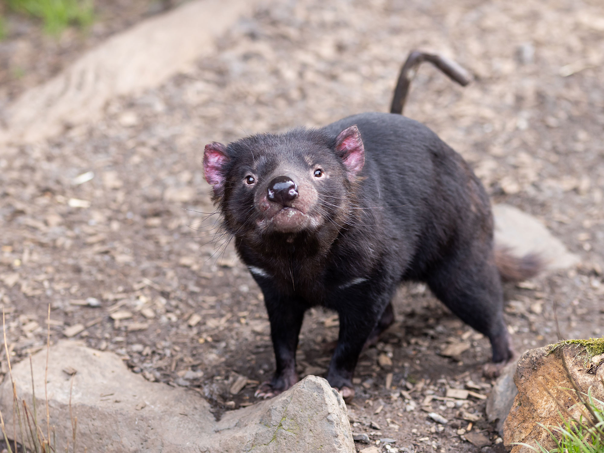 The bigger picture: a new era of wildlife preservation in Fig Tree Pocket