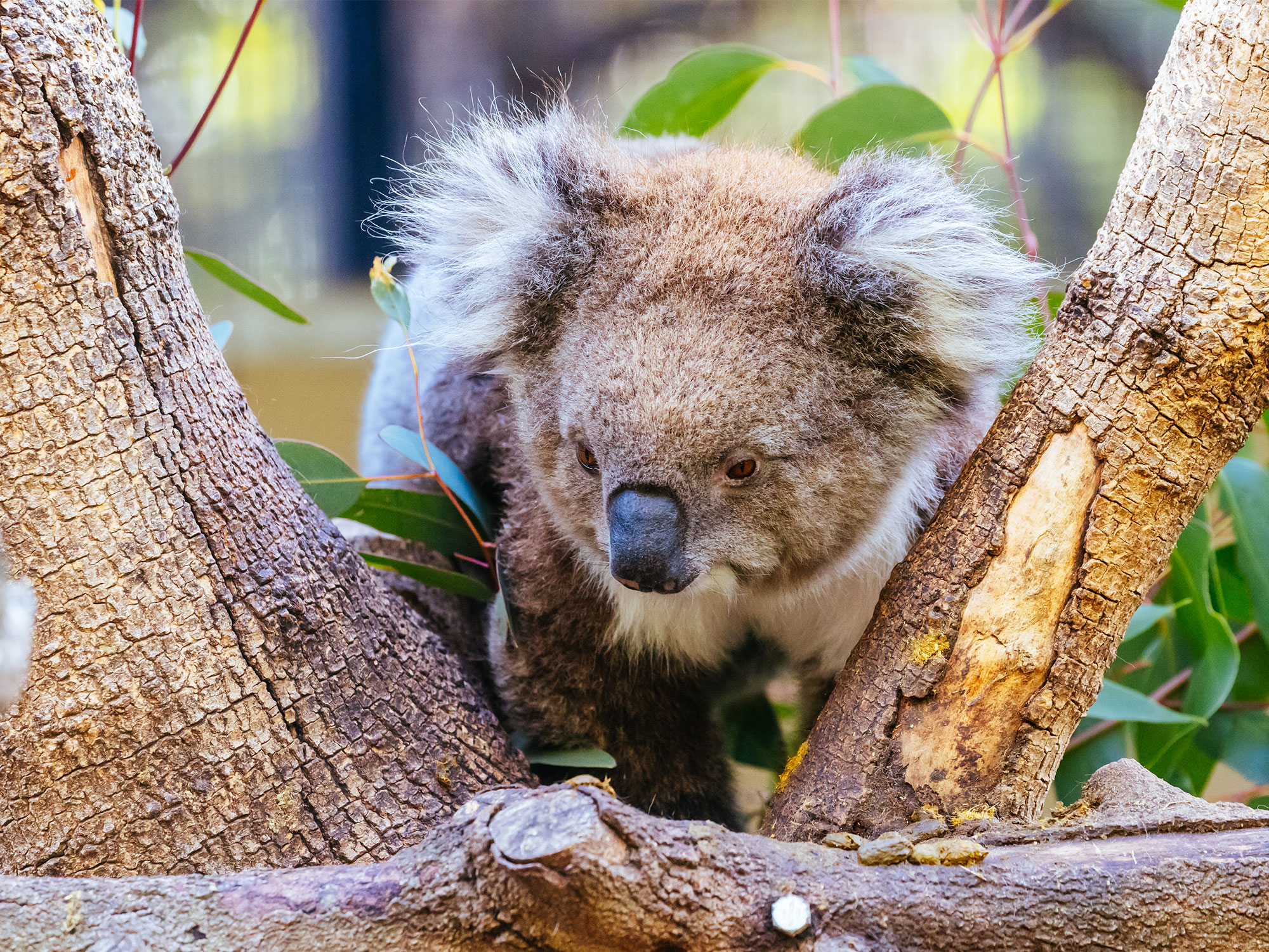 The evolution of ethical wildlife tourism in Fig Tree Pocket