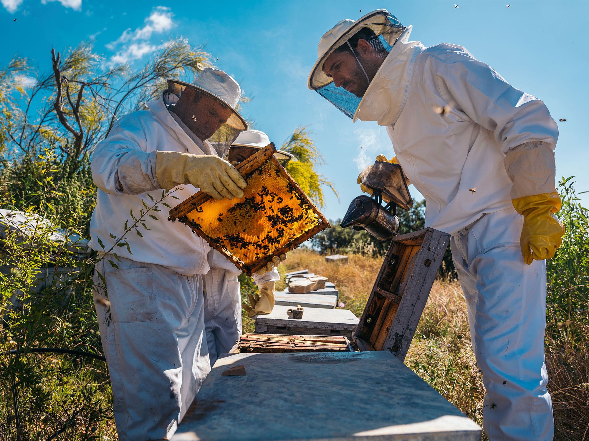 The pure philosophy behind hyper-local honey in Pullenvale