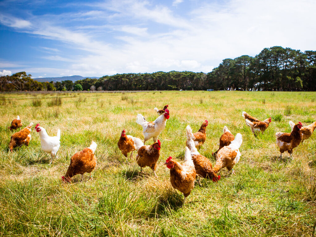 The rise of Pullenvale mini-farms