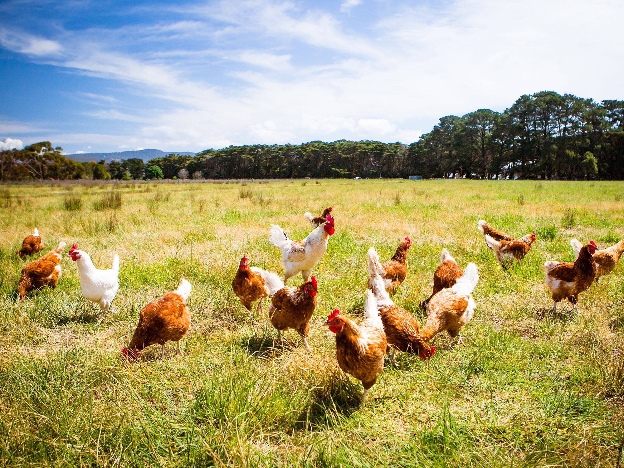 The rise of Pullenvale mini-farms